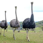 בית נופש Annenhuette רייכנפלס