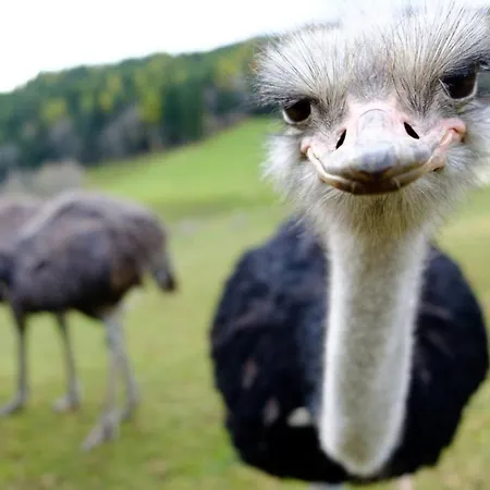 Сasa de vacaciones Annenhütte *