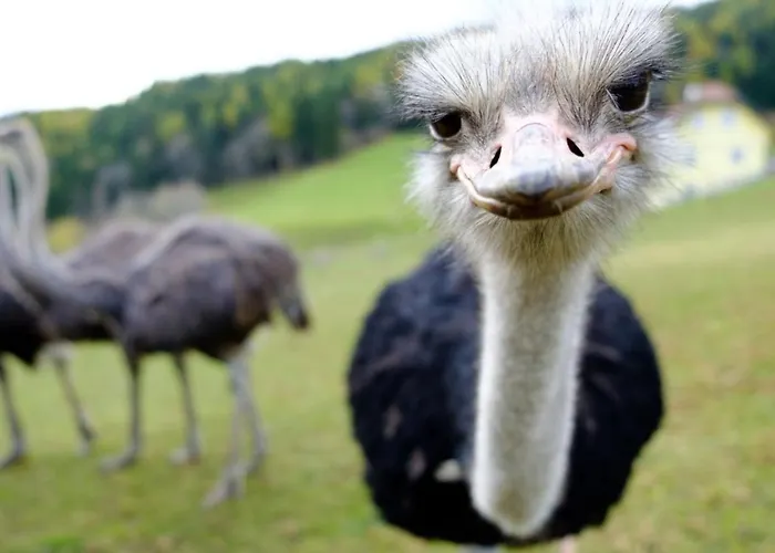 Dom wakacyjny Annenhuette *