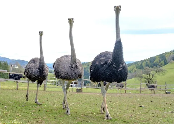 Dom wakacyjny Annenhuette Reichenfels